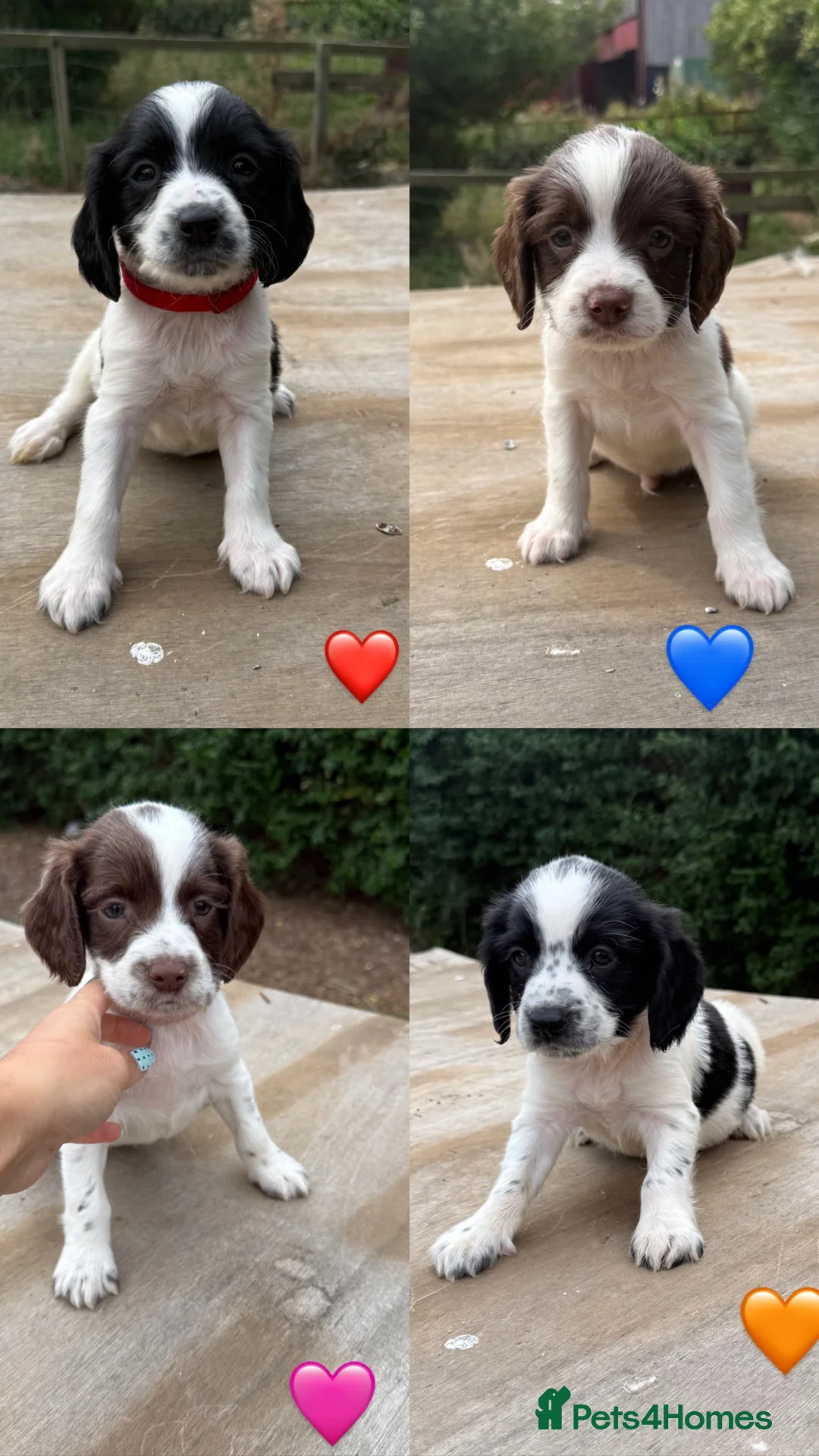Sprocker dogs for sale: 4 lovely spaniel pups  in Wooler - Advert 2