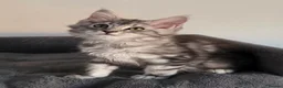Maine Coon cats for sale: Stunning Maine Coon Kittens  - Advert 7