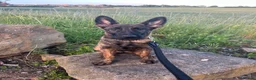 Mixed Breed dogs for sale: Dutch herder X GSD in Wakefield - Advert 6