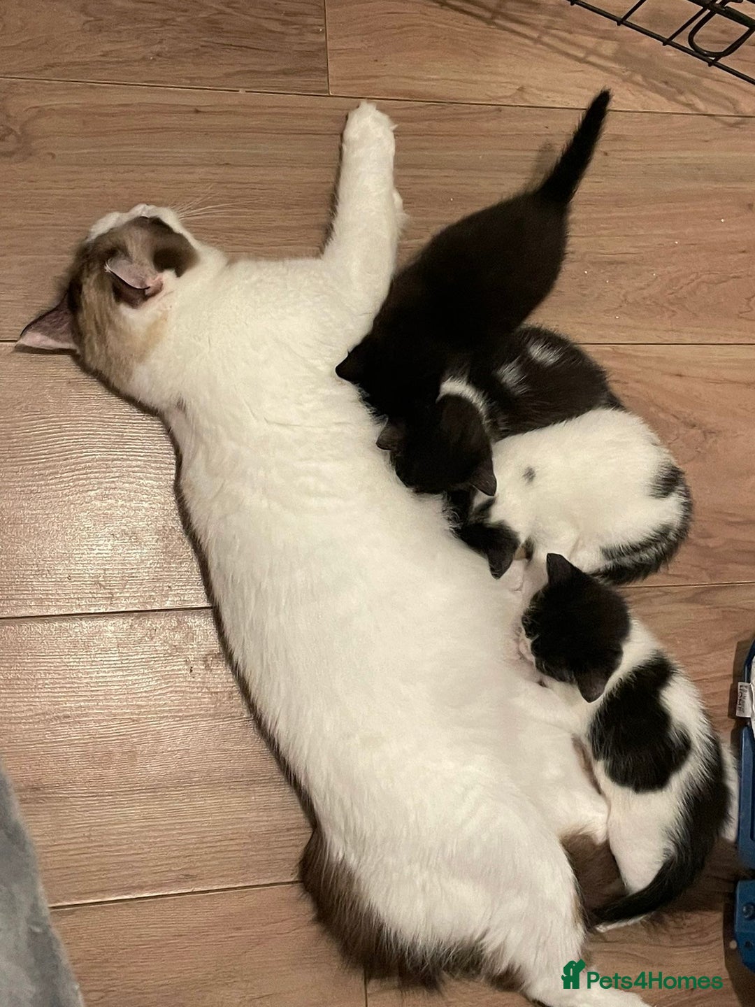 Ragdoll cats for sale: Ragdoll Cross Kittens - Advert 17