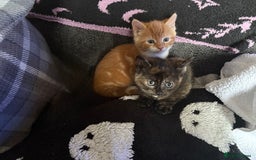 Domestic Shorthair cats for sale: Beautiful kittens looking for forever home - Image 8