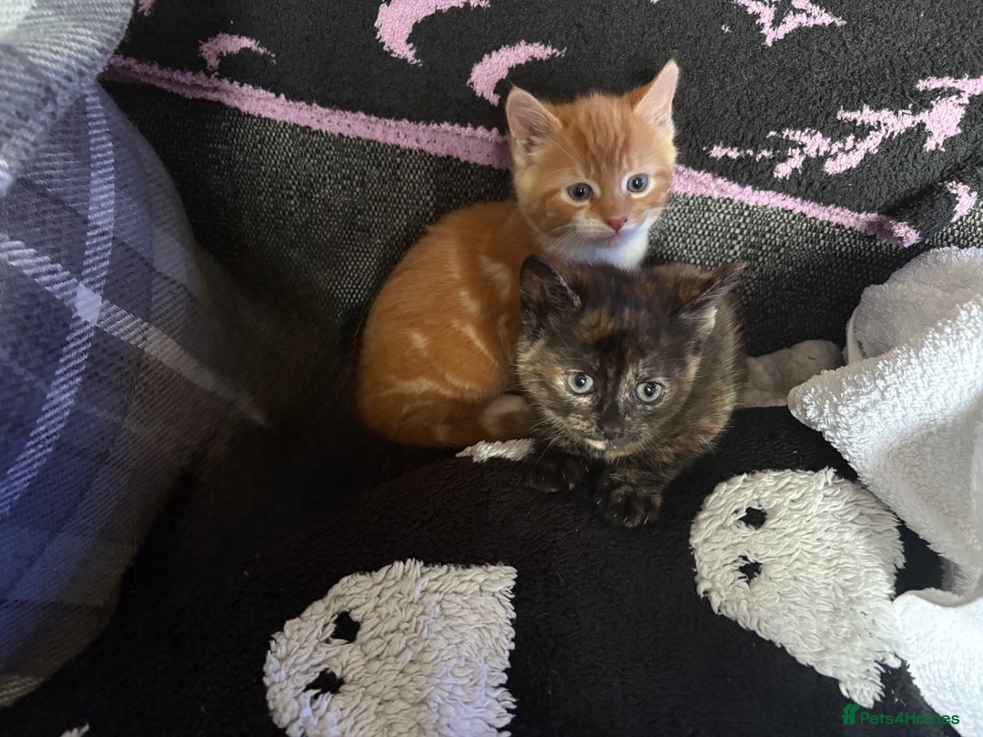 Domestic Shorthair cats for sale: Beautiful kittens looking for forever home - Image 8