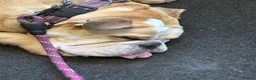 English Bulldog dogs for sale: English bulldog  - Advert 2