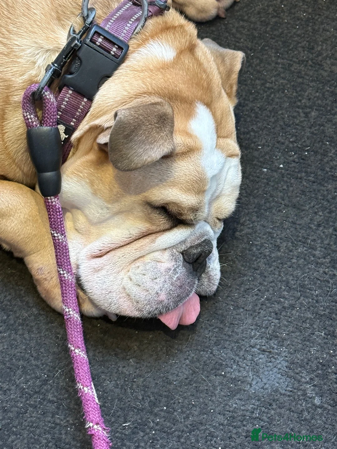 English Bulldog dogs for sale: English bulldog  - Advert 2
