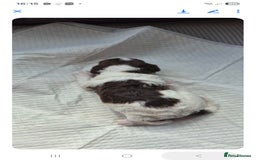 Sproodle dogs for sale: 2 choc girls left and 1 white & brown boy - Image 15
