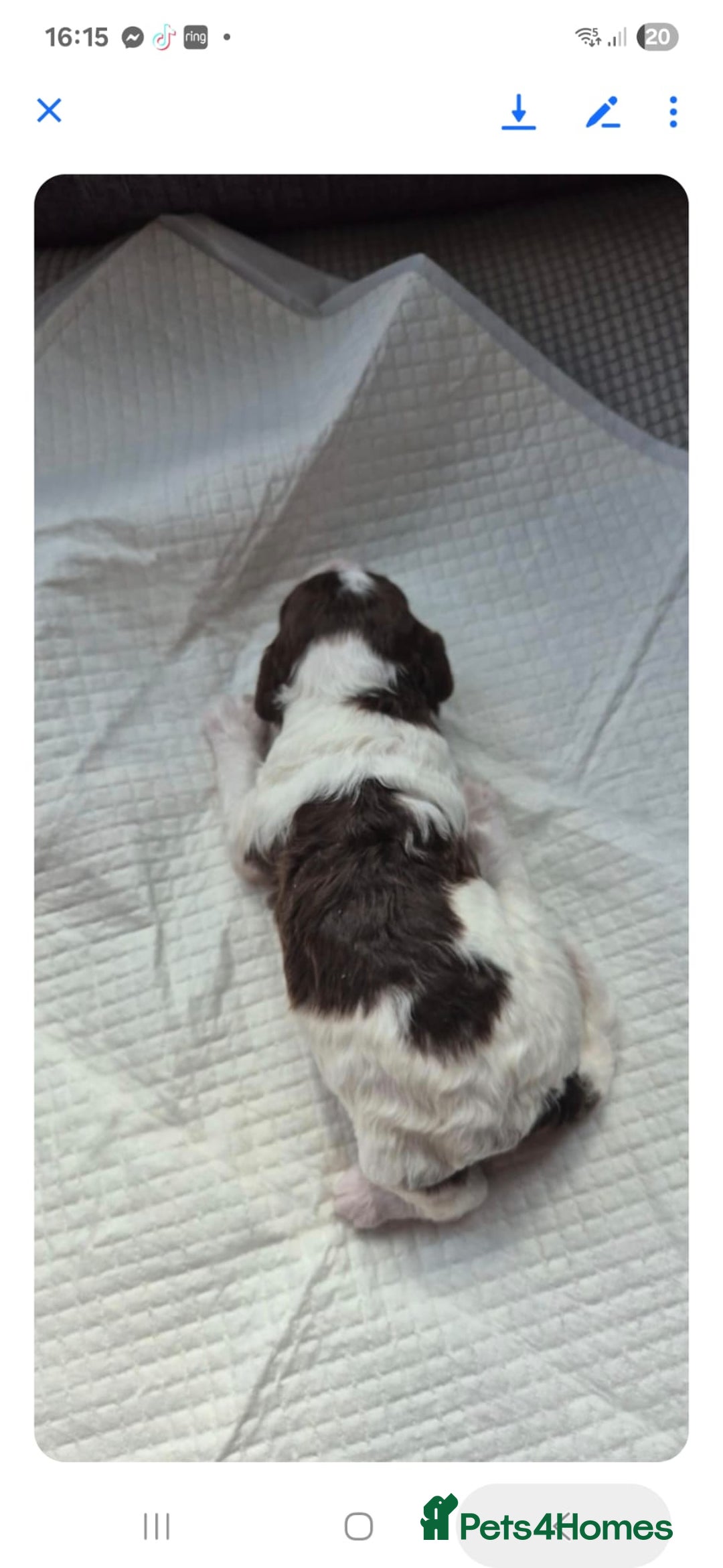 Sproodle dogs for sale: 2 choc girls left and 1 white & brown boy - Image 15