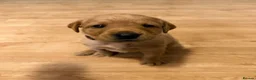 Labrador Retriever dogs for sale: Therapy Dog Mum Bella and Fosterwold Working Sire in Hebden Bridge - Advert 14