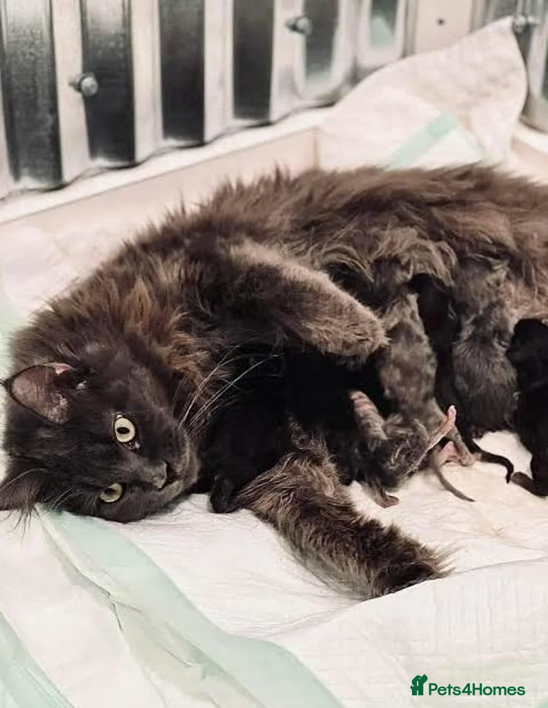 Maine Coon cats for sale: Maine Coon kittens for sale  in London - Advert 5