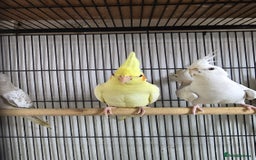Cockatiels birds for sale: Young aviary Bred cockatiel  - Image 5