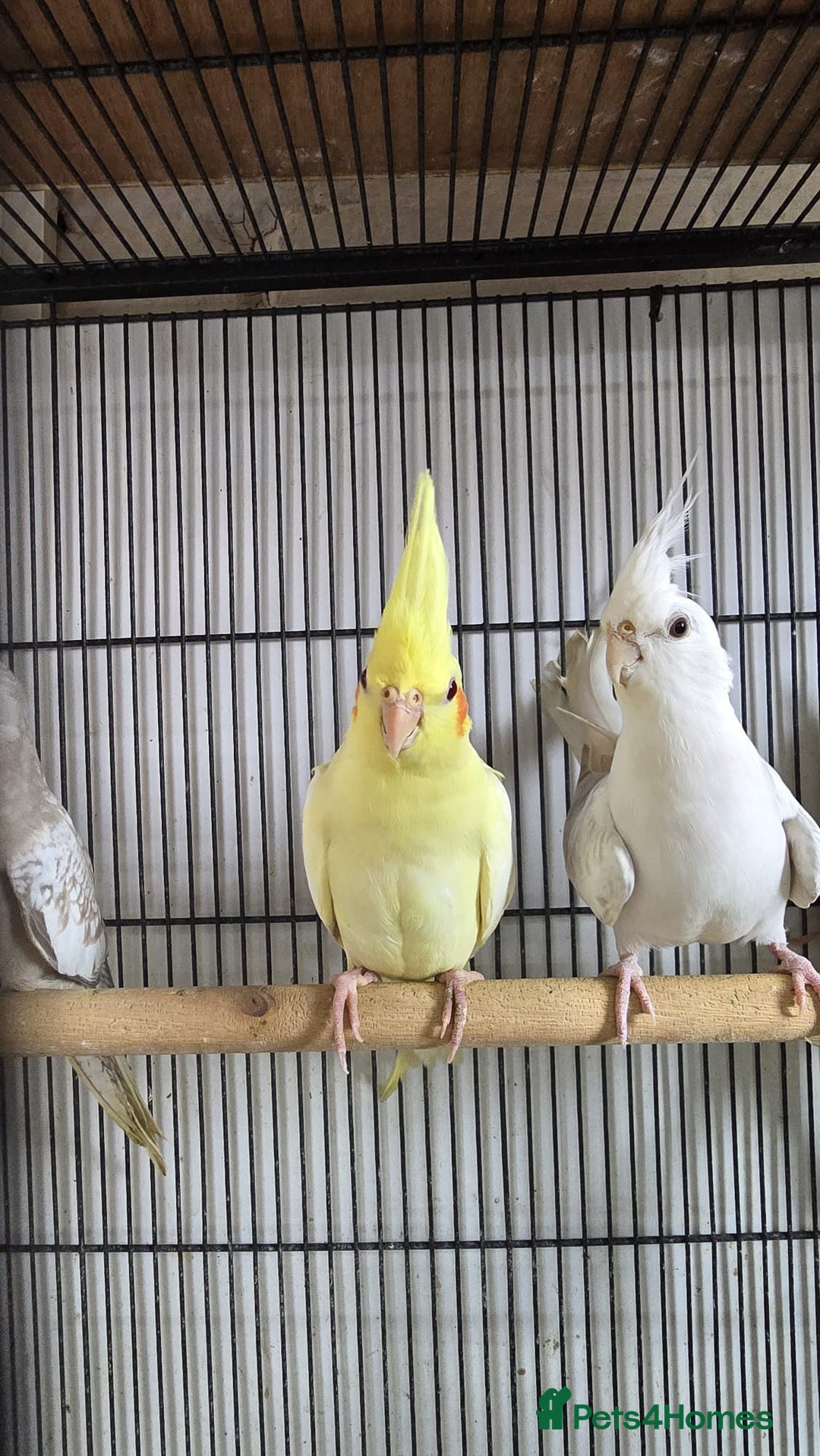 Cockatiels birds for sale: Young aviary Bred cockatiel  - Image 5