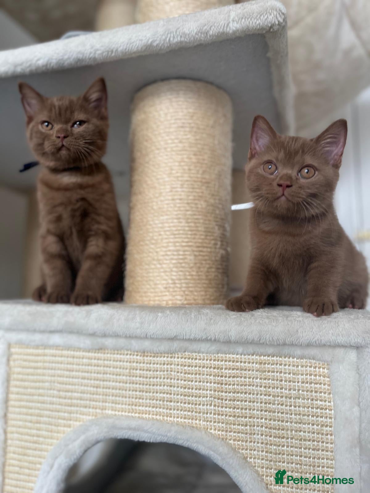 British Shorthair cats 3 Cinnamon British Shorthair Kittens - Advert 2