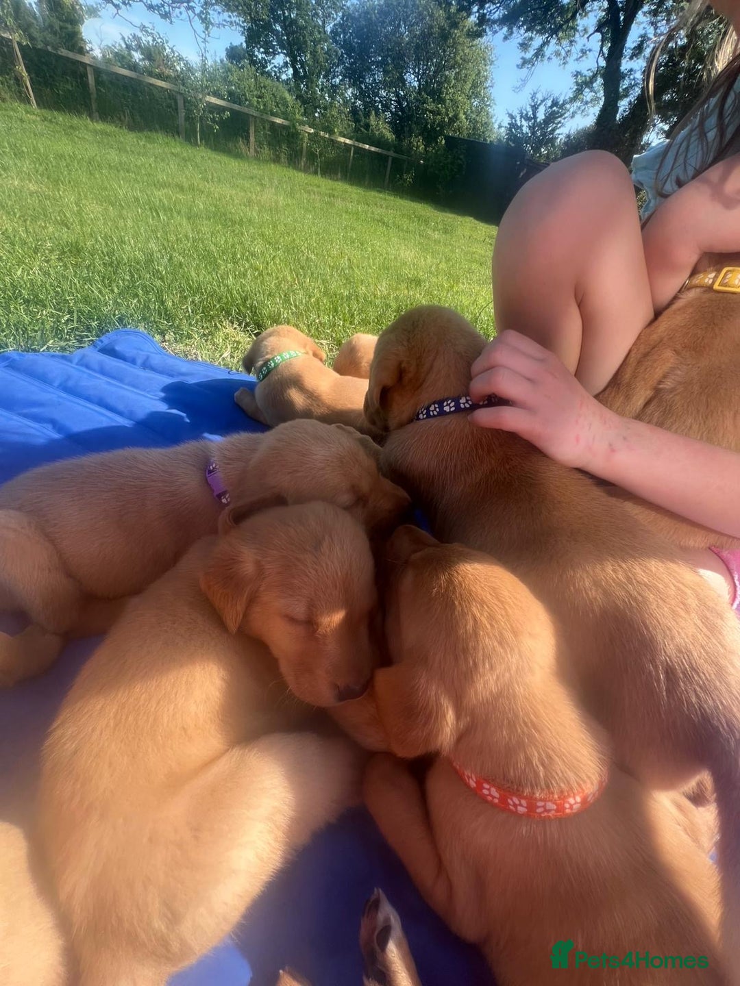 Labrador Retriever dogs for sale: Fox Red pedigree Labradors in Pwllheli - Image 13