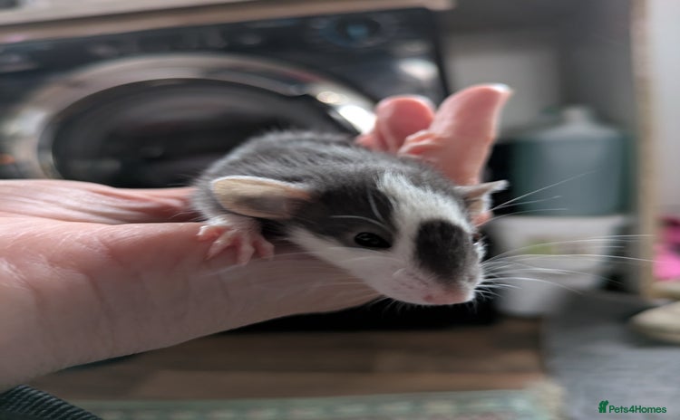 Rat rodents - Advert 5