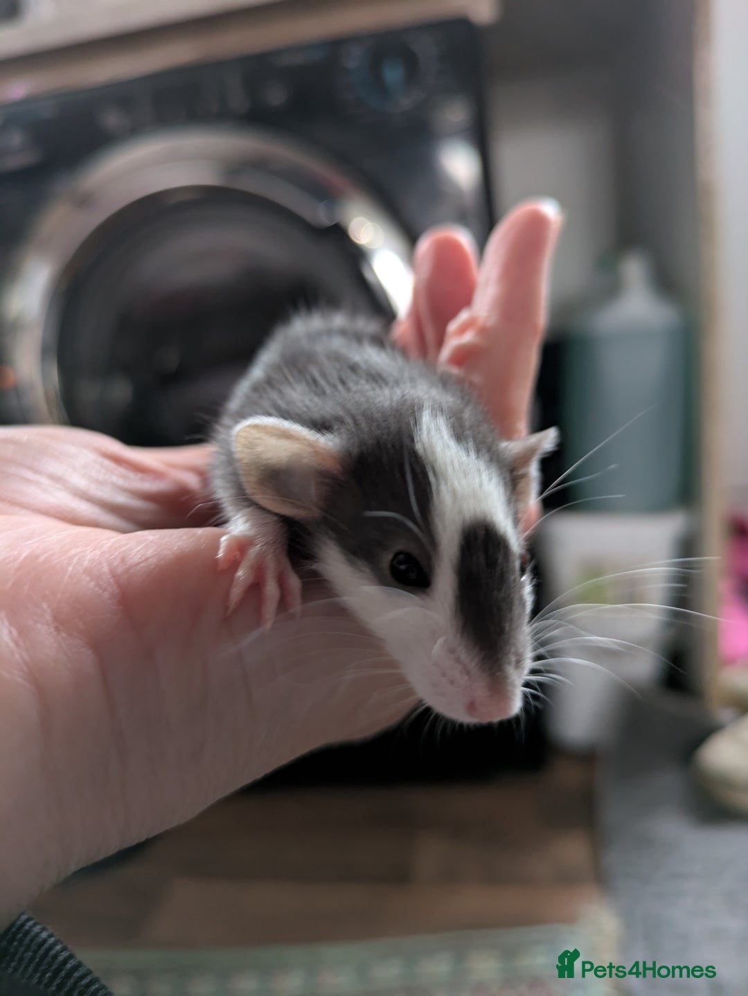 Rat rodents for sale: Dumbo rats - Image 1