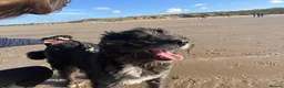 Mixed Breed dogs for adoption: Meet Livi, currently residing in Cheshire - Advert 3