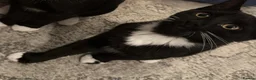 British Shorthair cats for sale: 2 Black and White Kittens - Advert 6
