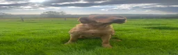 Labrador Retriever dogs for sale: Fox Red Labradors, Purebred, Health Checked - Advert 7