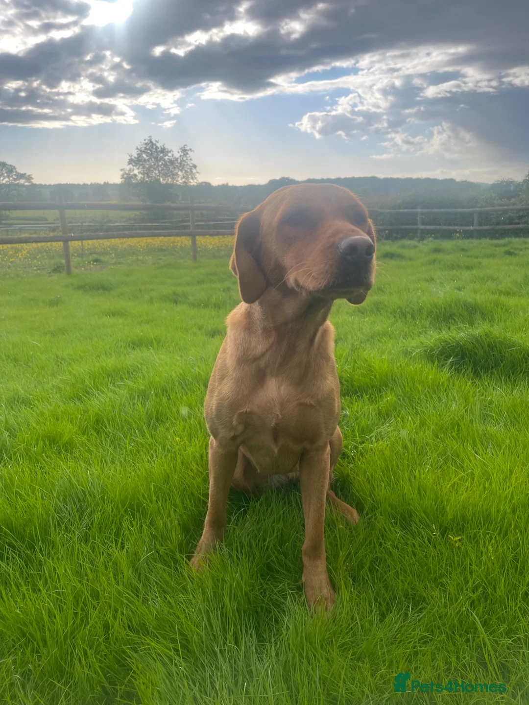 Labrador Retriever dogs for sale: Fox Red Labradors, Purebred, Health Checked - Advert 7