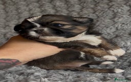 Shih Tzu dogs for sale: ✨Stunning Imperial puppies ✨ - Image 5