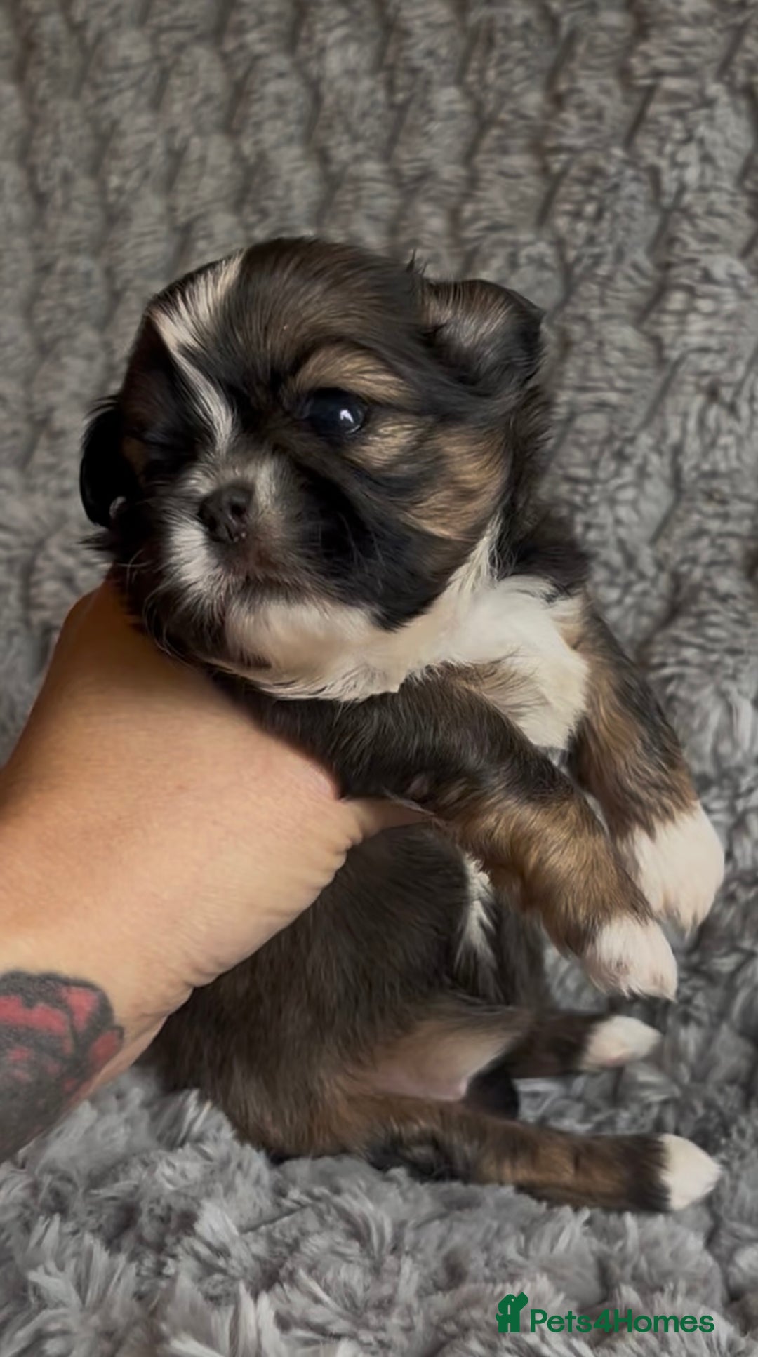 Shih Tzu dogs for sale: ✨Stunning Imperial puppies ✨ - Image 5