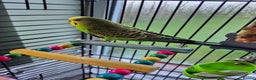 Budgerigars birds for sale: Cute budgie for sale - Advert 2