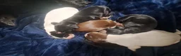 Cocker Spaniel dogs for sale: Working Cocker Spaniel puppies - Advert 3