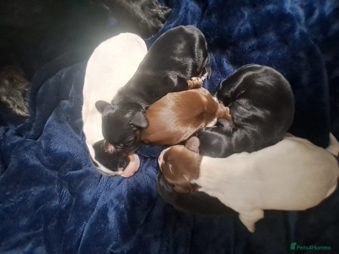 Cocker Spaniel dogs for sale: Working Cocker Spaniel puppies - Advert 3