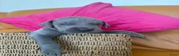 Great Dane dogs for sale: Ready to go! Pedigree blue & black Great Dane Pups - Advert 27