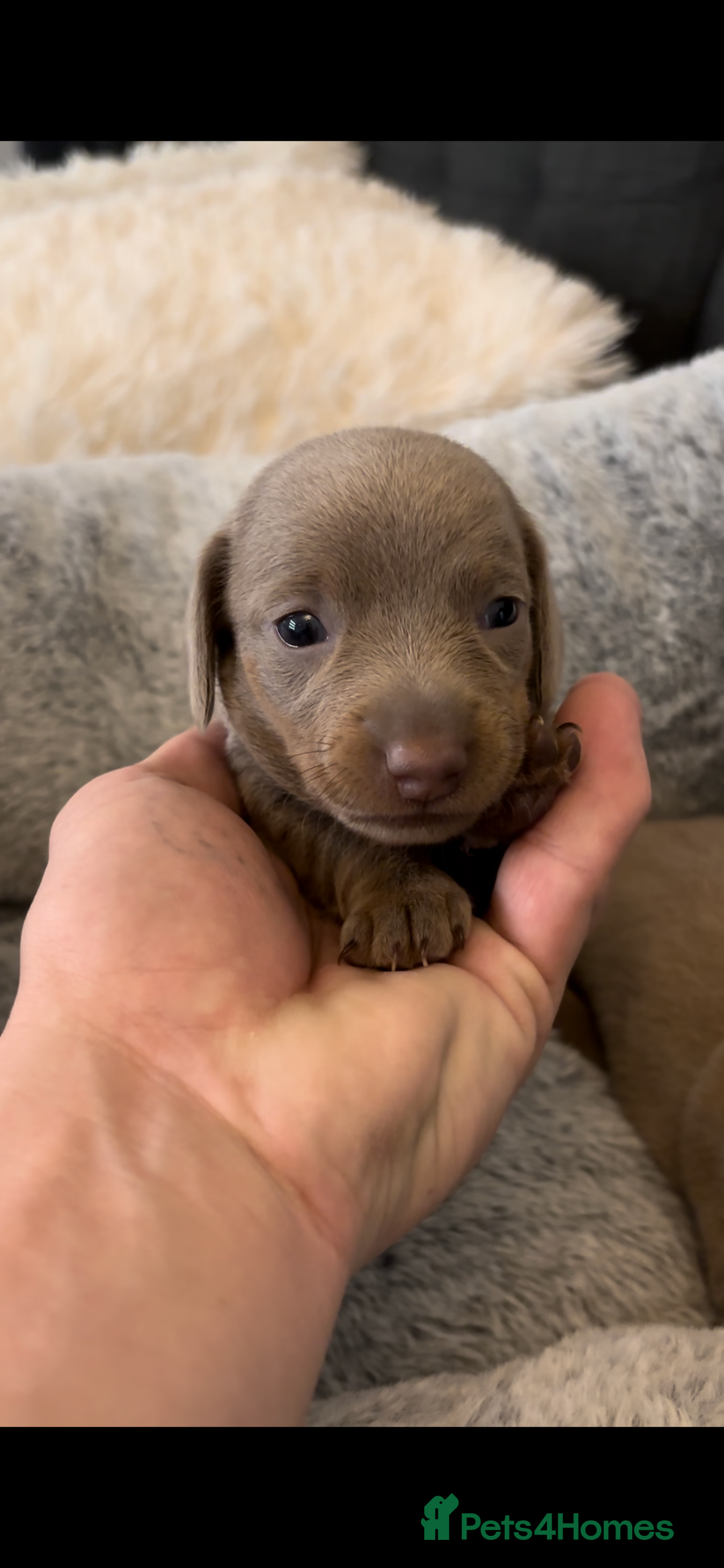 Miniature Dachshund dogs for sale: 2 Beautiful Female kc Miniature Dachshund Puppies - Advert 6