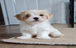 Cavachon dogs for sale: Beautiful Cavachon puppies  - Image 9