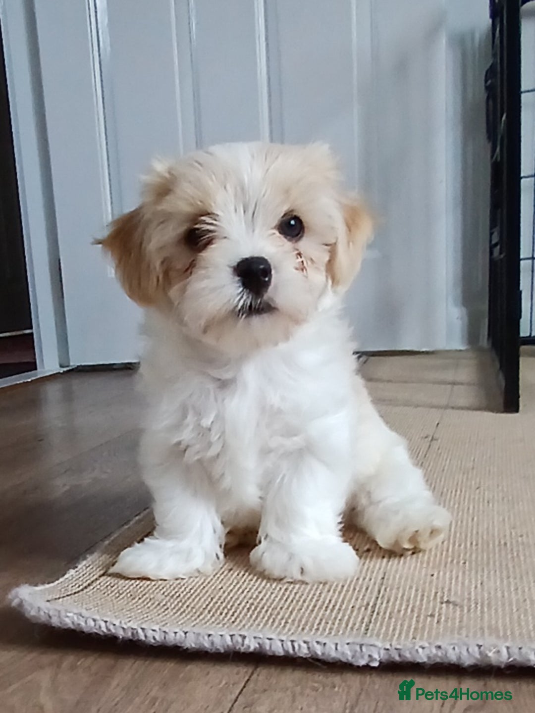 Cavachon dogs for sale: Beautiful Cavachon puppies  - Image 9