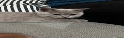 British Shorthair cats for sale: 6 little babies looking for a loving home - Advert 11