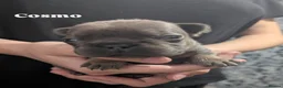 French Bulldog dogs for sale: Gorgeous french bulldog puppies  in Ipswich - Advert 6