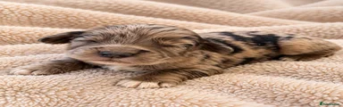 Cockapoo 5