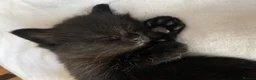 Turkish Angora cats for sale: 6 x Turkish Angora kittens - longhaired stunners - Advert 9