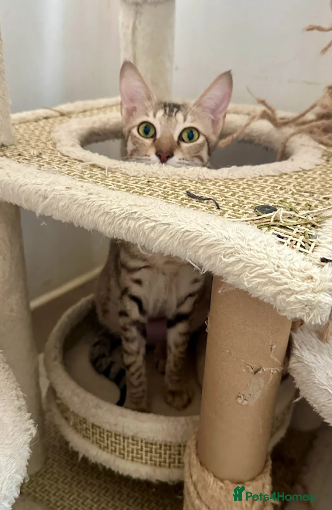 Arabian Mau cats for adoption: Female Tabby Cat for Indoor Adoption - Advert 4