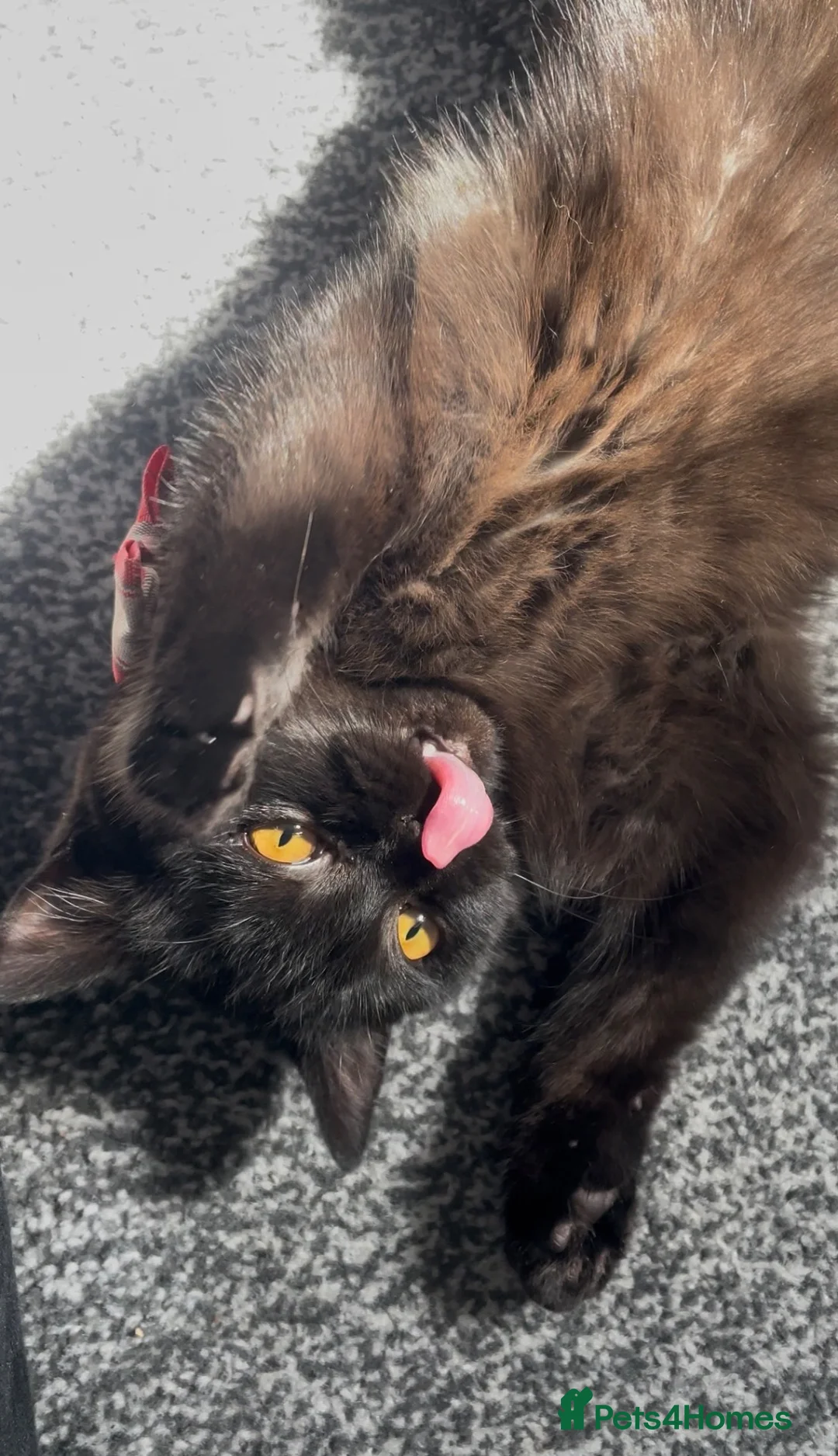 British Shorthair cats for sale: 6 month old female black british shorthair in Bradford - Advert 2