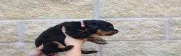 Rottweiler dogs for sale: Rottweiler Puppies  - Advert 7