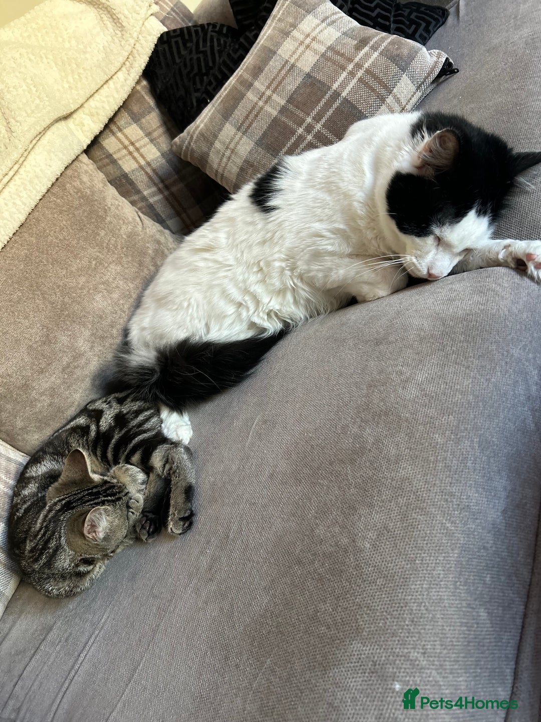 Mixed Breed cats for sale: Fluffy Tux Male Called Bluey  - Advert 6