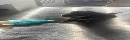 Miniature Dachshund dogs for sale: Beautiful miniature dachshund puppies  - Advert 22