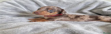 Miniature Dachshund Red Collar