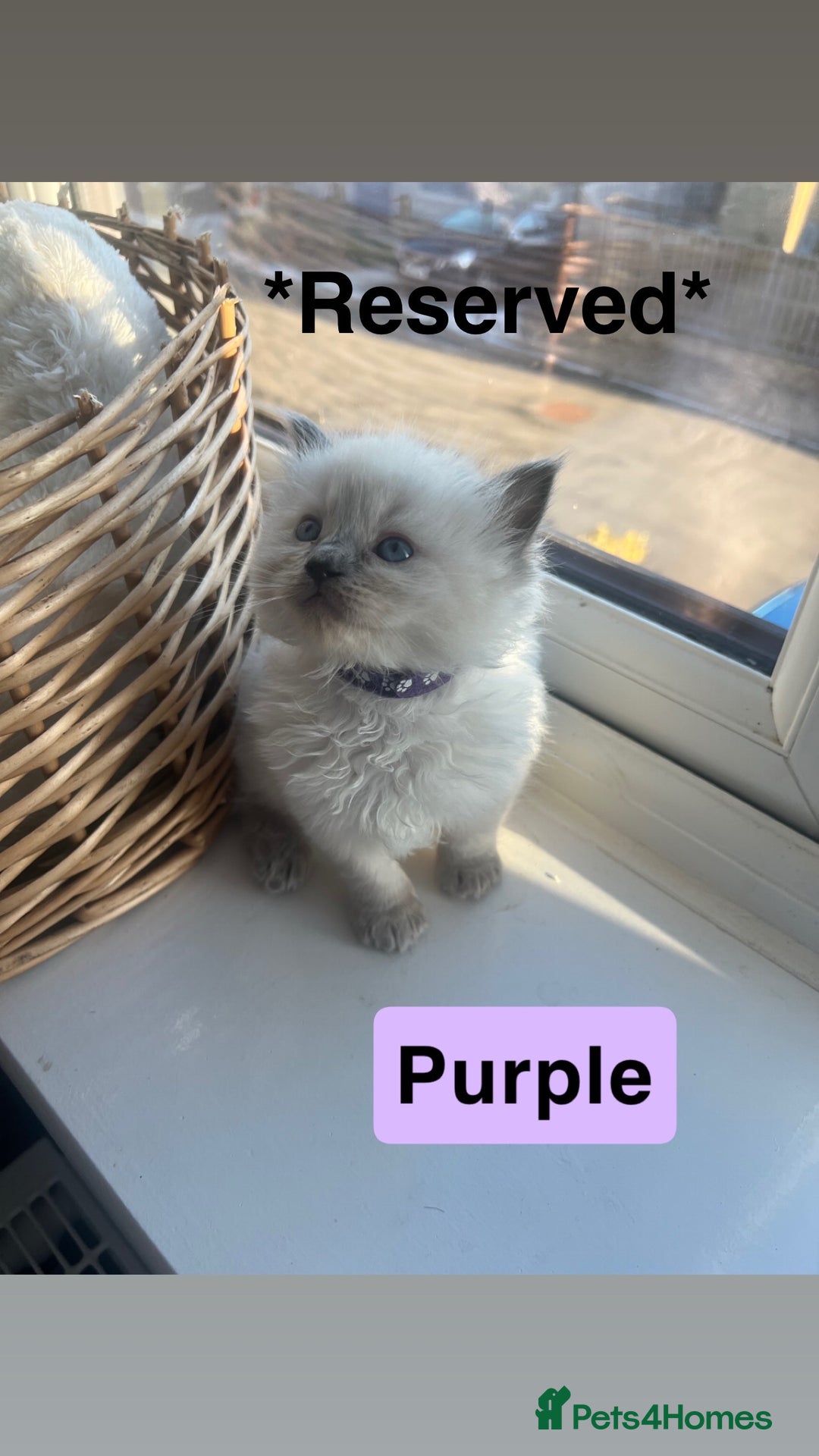 Ragdoll cats for sale: 🤍5 gorgeous female ragdoll kittens for sale🤍 - Advert 10