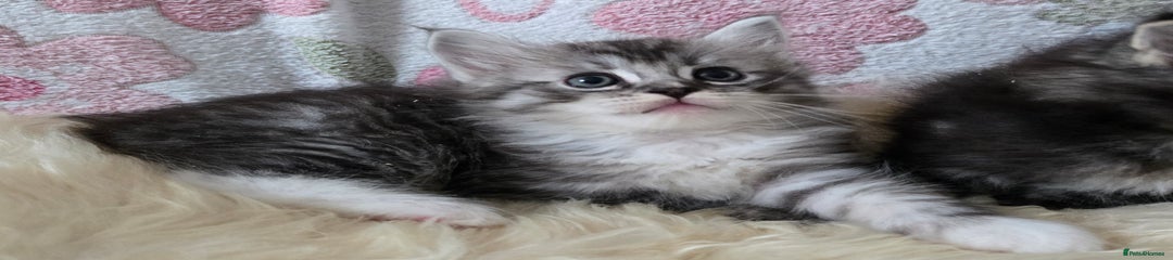 Maine Coon Kitten River