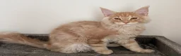 Maine Coon cats for sale: Champion line kittens 🥰 Ready to go 🥰 - Advert 13