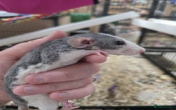 Rat rodents for sale: Babies rats, rex, dumbos and fancy - Image 15
