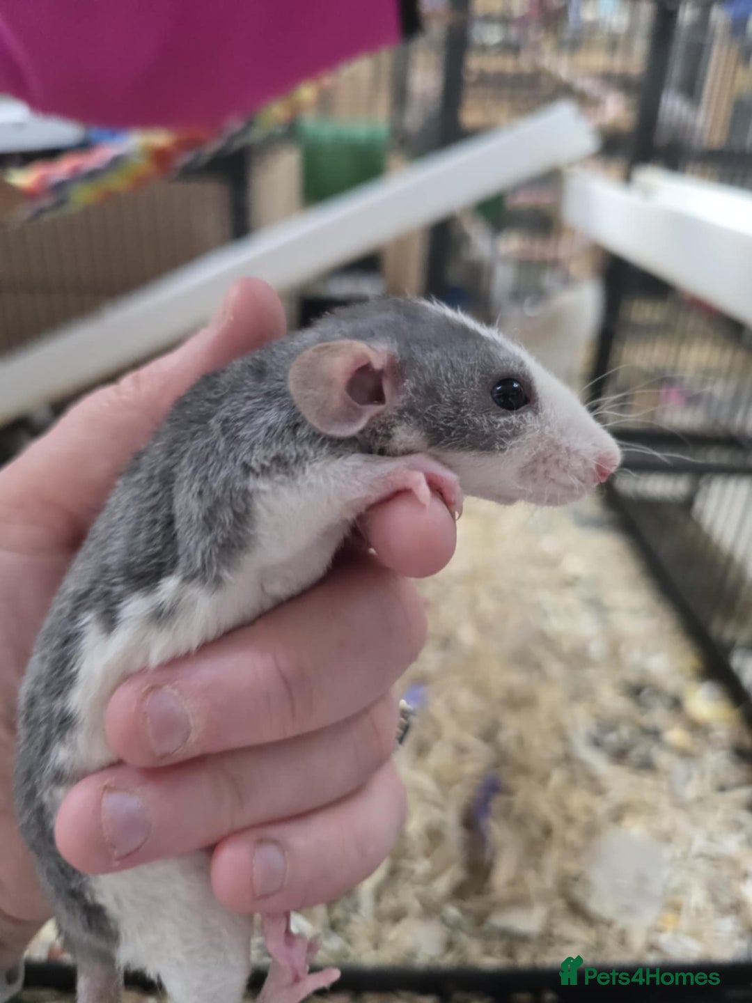 Rat rodents for sale: Babies rats, rex, dumbos and fancy - Image 15