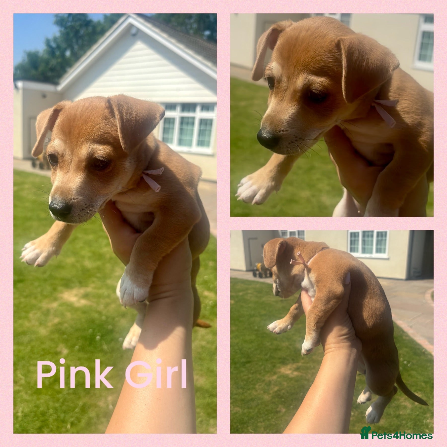 Jack Russell dogs Beautiful Tiny Full Jack Russell puppies  - Advert 1
