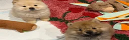 Chow Chow dogs for sale: Beautiful KC Registered Chow Chow Puppies  - Advert 17