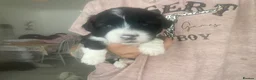 Mixed Breed dogs for sale: Shih-poo X Puppies - Advert 20