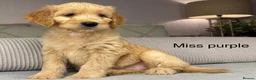 Goldendoodle dogs for sale: BEAUTIFUL HEALTHY CHUNKY PUPPIES  - Advert 18